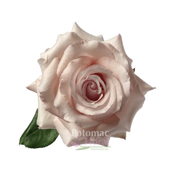 Rose, Quicksand - Sandy Cream 50 cm - Potomac Floral Wholesale